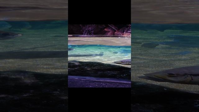 тихий час у рыб бангкокского океанариума Sea Life Bangkok смотреть онлайн