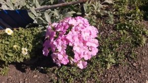 Самые лучшие Сорта Петунии для Балкона, Террасы, Подвесных Кашпо!