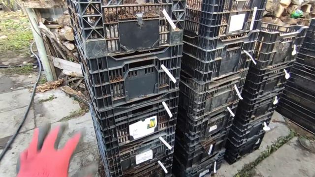 Посадка тюльпанов в ящики с опилками. Выгонка тюльпанов на 8 марта. Сезон 2021. смотреть онлайн