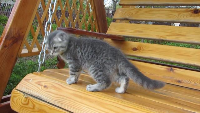 Iотландские котята. ПРОДАЖА! Котик Освальд SFSas24 смотреть онлайн