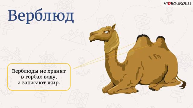 Видеоигра для классного часа «Животные различных материков» смотреть онлайн