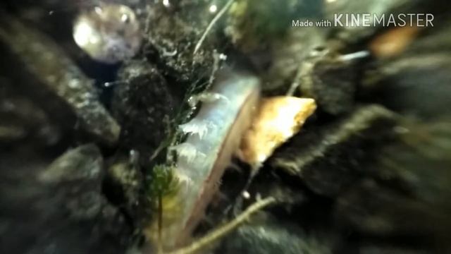 Морской или лиманский червь хорошая наживка для рыбалки и обитатель аквариума/микромир смотреть онлайн