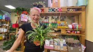 Нефролепис Даффи - притягательный комнатный папоротник | Как ухаживать за нефролеписом