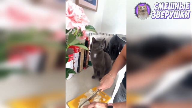 🤣ЛУЧШИЕ ПРИКОЛЫ С ЖИВОТНЫМИ | НОВЫЕ ПРИКОЛЫ С КОТАМИ, СОБАКАМИ | СМЕШНЫЕ ЖИВОТНЫЕ #8🤣🤣🤣 смотреть онлайн