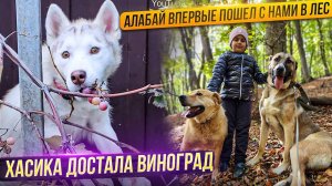 Мама Мии вновь сбежала. Утепляем собакам Будки. Алабай впервые пошел с нами в лес на водопады.