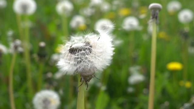 3 Steps to #Manifest Your Reality | @aumkeshavsharma Talks About #Manifestation смотреть онлайн