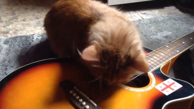 С 1 МАРТА! ДЕНЬ КОТОВ! НАДО НАСТРОИТЬ ГИТАРУ И НА КОТО-ТУСОВКУ УСПЕТЬ! смотреть онлайн