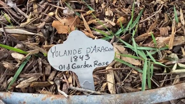 Yolande d’Aragon, First Bloom of 2022!!!