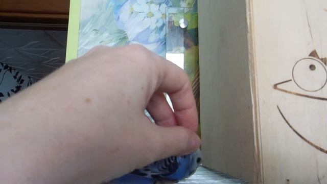 Попугайчики! Птенцы на продажу в Москве. смотреть онлайн