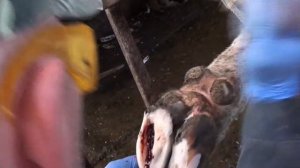 Обрезка копыт у крс.Cattle hoof trimming