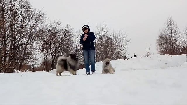 Кеесхонды (вольфшпицы) питомника Олимпик Спирит смотреть онлайн