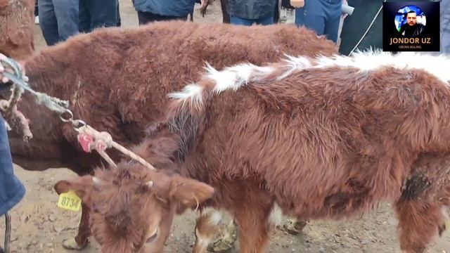 BUXORO/BITONKA MOL BOZOR BUQACHA GUNOJIN NARXLAR 19.03.2023/БУХОРО /JONDOR UZ