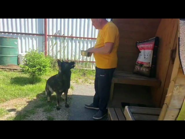 Immuno Adult Active смотреть онлайн