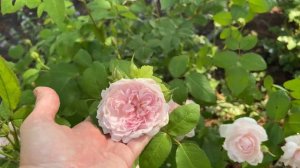 ? David Austin's Barbara Austin Rose // 3rd Year // (AUSTOP)