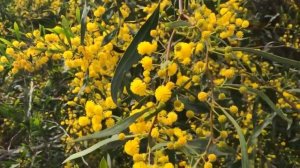 футаж цветы мимозы