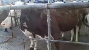 ТАШКЕНТ ШОРО МОЛ БОЗОРИ ЗОТДОР СИГИРЛАР НАРХЛАРИ Tashkent shoro mol bozori yangi narxlari 26 января