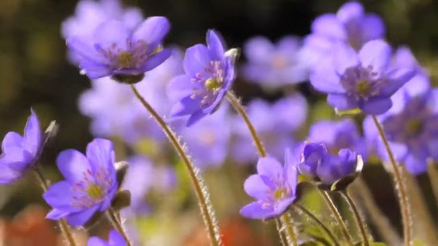 我清清的额尔古纳河(HD) смотреть онлайн