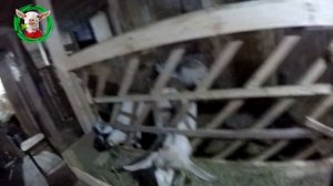 Правильная кормушка для коз