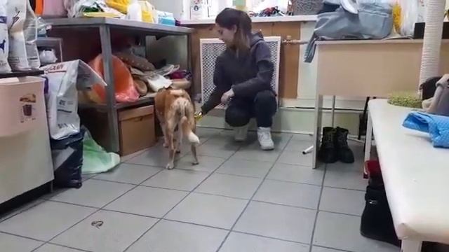 Лисичка в поисках дома смотреть онлайн