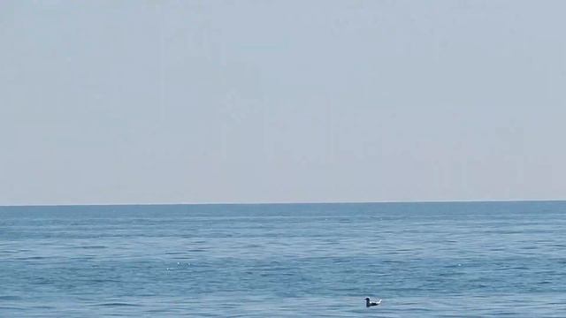 Пляжный сезон. Купаемся круглый год. Август. 19./Beach season. Swim all year round. August. 19. смотреть онлайн