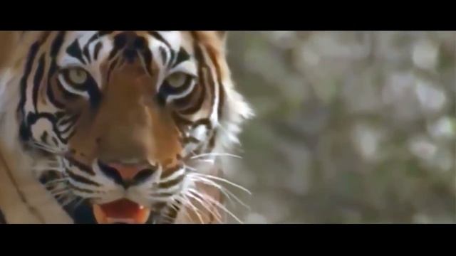 СУПЕРХИЩНИК - ТИГР. ХИЩНЫЕ ЖИВОТНЫЕ ИНТЕРЕСНЫЕ ФАКТЫ смотреть онлайн