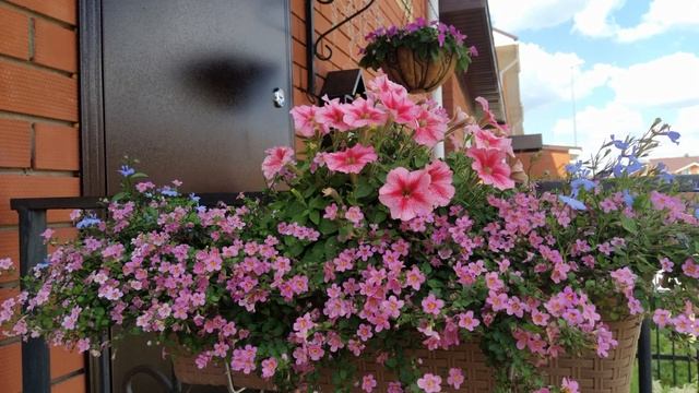 Бакопа - прекрасное растение для подвесных корзин, кашпо и балконных ящиков смотреть онлайн