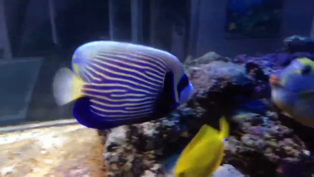 Imperator смотреть онлайн