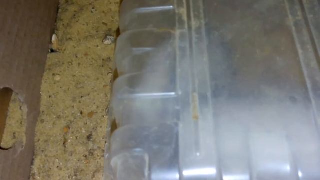 Джунгарский хомяк 2 ч. смотреть онлайн