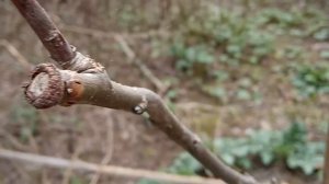 Как лучше размножать яблоню черенками весной.Как размножать яблоню черенкованием