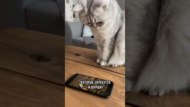 Почему кошки любят пакеты #кот #коты #shorts смотреть онлайн