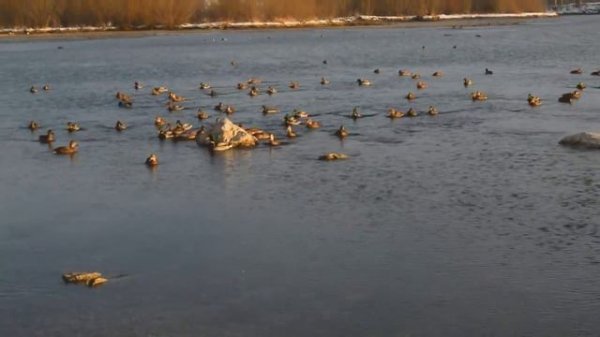 Красноярск Енисей cибирские утки |  Krasnoyarsk The Yenisei siberian ducks