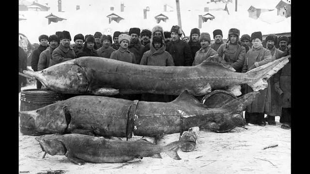 Золотая икра смотреть онлайн