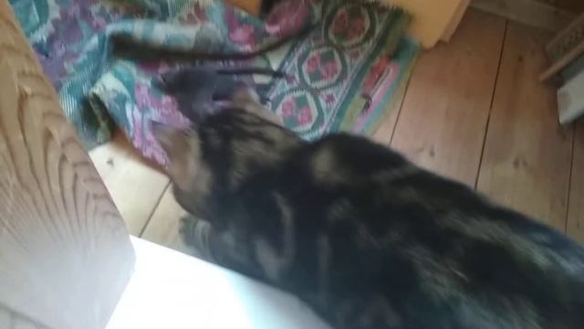 Кот впервые видит птицу рядом. смотреть онлайн