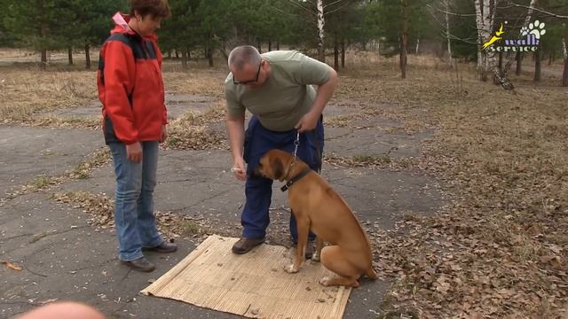 Работа инструктора кинолога, обучение владельца дрессировке собаки смотреть онлайн