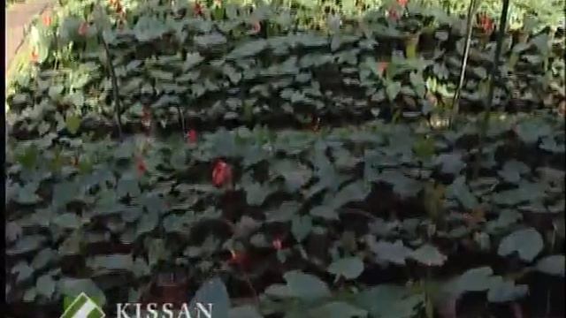 Cultivation process of Anthurium смотреть онлайн