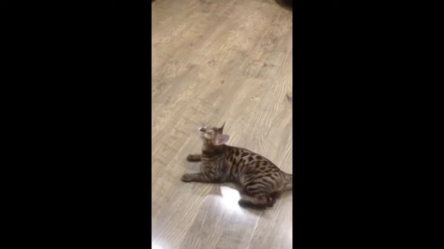 Наша бенгальская кошка Мила на охоте)))