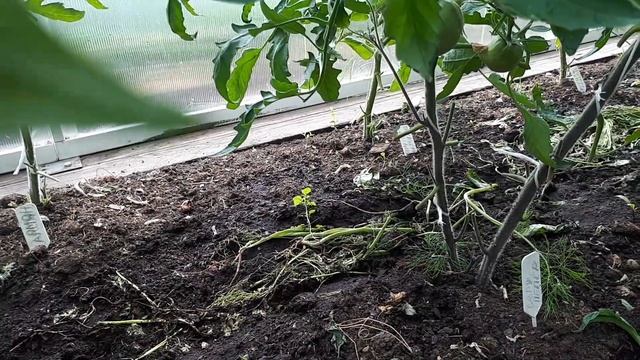 Правила полива томатов в теплице, которых я придерживаюсь, чтобы мои томаты не болели. смотреть онлайн