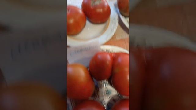 Обзор томатов гномов в разрезе и на вкус смотреть онлайн