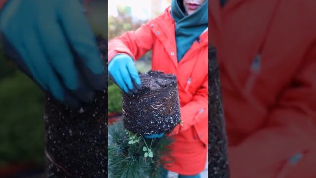 Как правильно пересаживать растения из горшков, сеток, мешков после покупки в магазине смотреть онлайн