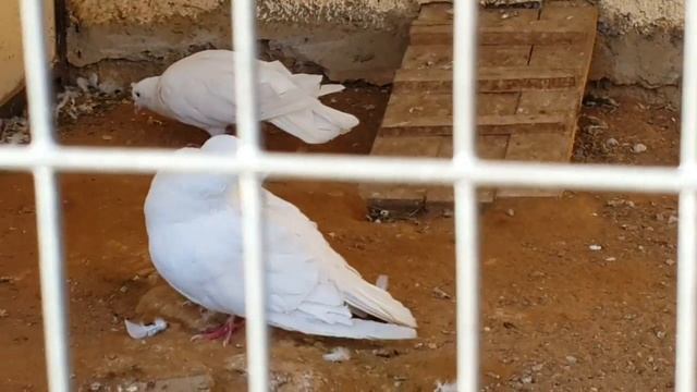 Породы голубей Breeds of pigeons смотреть онлайн