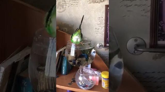 Наш Тиша ловит Петю-рыбу.??? смотреть онлайн