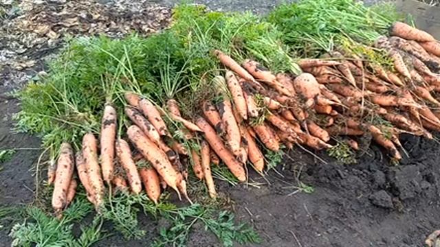 Урожай моркови. Сорта. смотреть онлайн