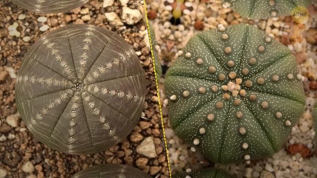 Вся правда о регрессивной эволюции: могут ли организмы вернуться к более простым формам? смотреть онлайн