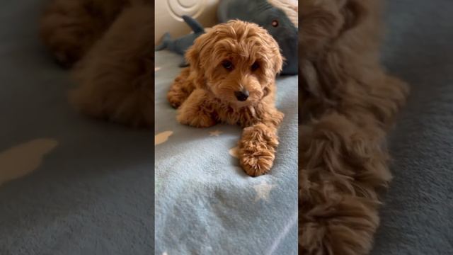 Кто такой красивый? #мальтипу#любимаясобака смотреть онлайн