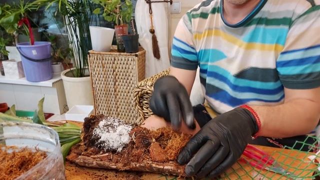 Платицериум на Коре