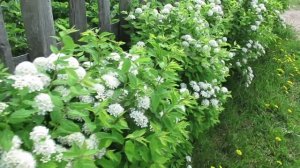 Спирея серая: как размножить и как смотрится в живой изгороди