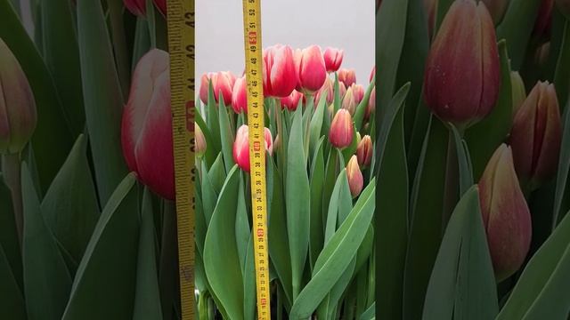 Тюльпан Timeless? смотреть онлайн