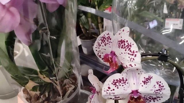 Такого УДИВИТЕЛЬНОГО ЗАВОЗА ОРХИДЕЙ?❤️? в Эпицентре (Днепр, Слобожанское) мы не видели давно?????? смотреть онлайн