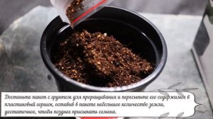 Набор для создания бонсай "Сад Радости", "Сосна японская"