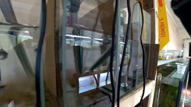 Появились золотые рыбки? Пецилия родила? Готовлю заказ? смотреть онлайн